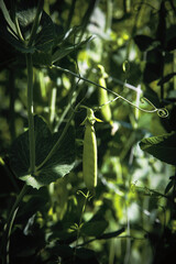 peas on the vine