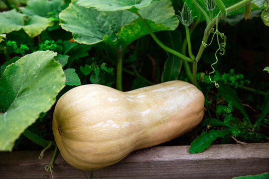 butternut squash on the vine