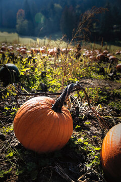 pumpkins on a field