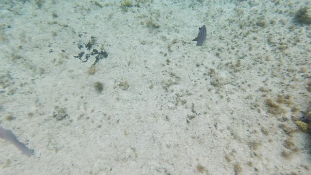 Silver tropical fish swimming in Caribbean water with man made coral reef