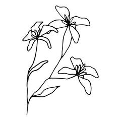 lily of the valley hand drawn