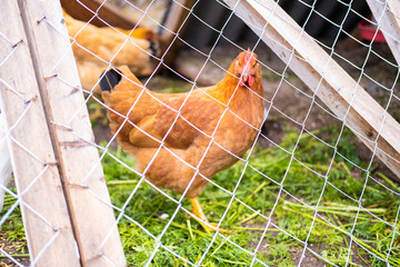 Brown hen walks among behind a net in a wooden coop. Raising poultry. Poultry farm. 