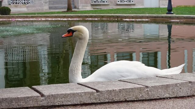  White graceful graceful swan slowly swims in fountain of tourist park next to historical building with carved shutters, tourists, passers-by pass by. Landscape of city square, tranquility of nature