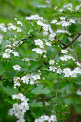 Green spring park in the Poland