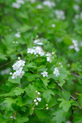 Green spring park in the Poland