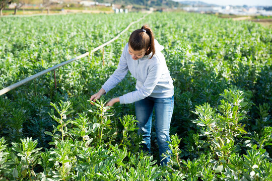 Young female farmer controlling process of growing of vicia faba plants on farm field