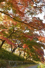 Fototapeta premium 紅葉する楓の木