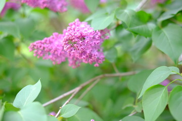 Spring lilac flowers on the green tree