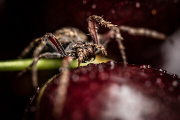 spider on a cherry