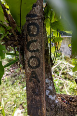 Bali, Indonesia A cocoa tree and wooden sign says Cocoa.
