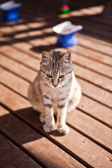 a cat in the sun sitting on a wooden deck