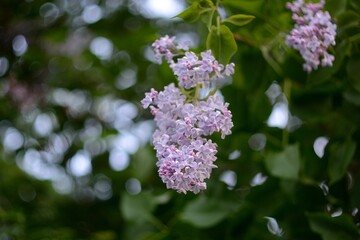 Spring flowering of plants, nature.