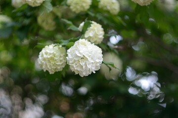 Spring flowering of plants, nature.