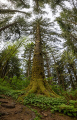 Sitka Spruce