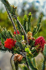 Leaves and flowers of Barrens regelia (Regelia velutina), a plant indigenous to the southwest of Western Australia
