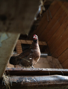 Brown Hen Standing Inside Rustic Chicken Coop