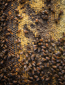 Honeybees on Honeycomb Frame Close Up