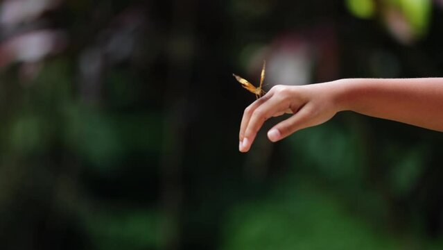 Beautiful butterfly flapping wings on kid hand in the forest