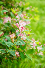 Beautiful blossoming branches with pink flowers on spring day