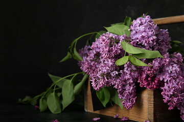 Wooden box of beautiful lilac flowers on black background