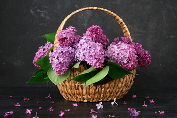Fototapeta na wymiar Wicker basket of beautiful lilac flowers on table near grunge black wall