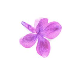Obraz premium Beautiful lilac flower isolated on white background
