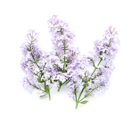 Beautiful lilac flowers isolated on white background