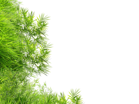 Fresh green bamboo leaves. (Left side)
Isolated on white background. (png)
The space above is for text and product images.