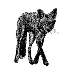 Kit Fox hand drawing vector isolated on background.