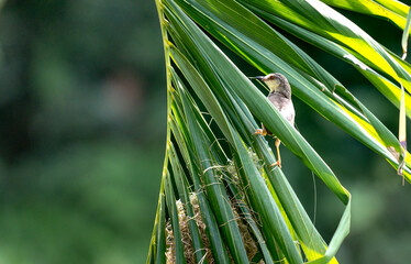 The tailorbird nesting on the branches of the areca tree