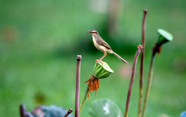 Tailorbird bird on the lotus