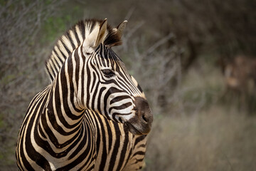 Fototapeta na wymiar Zebra on alert with ears pricked.