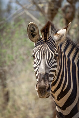 A Zebra staring curiously at the camera in the Kruger National Park.
