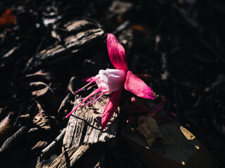 Fuchsia flower
