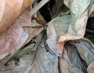 Dried brown leaves. Close-up. Background. Texture. brown leaves on the ground. dry frozen leaves. frost on autumn leaves