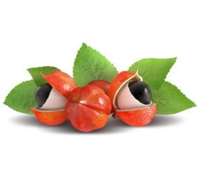 Brazilian berries traditional guarana seed