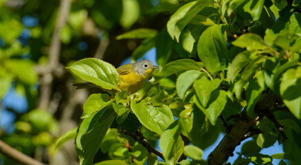 Warbler bird