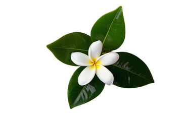 Plumeria frangipani tropical flower as a transparent isolated vector graphic resource