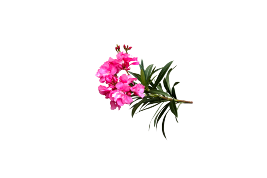 Isolated image of Nerium oleander flower on png file at transparent background.