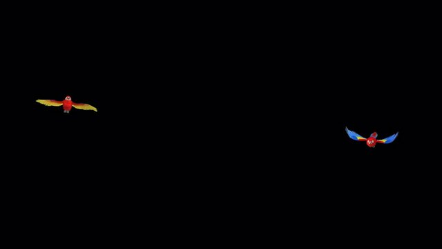 Scarlet Macaw Pair - Two Parrot Birds - Flying Around Loop - 3D animation with alpha channel isolated on transparent background