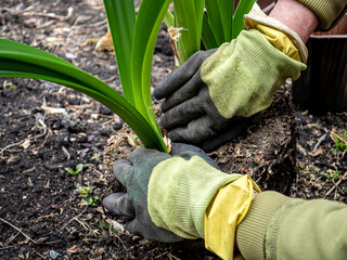 transplanting amaryllis flowers into another pot