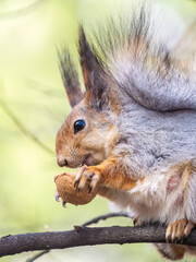 The squirrel with nut sits on a branches in the spring or summer.