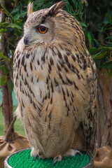 A brown owl standing on a stump                               