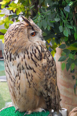 A brown owl standing on a stump                               