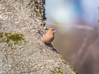 Common chaffinch, Fringilla coelebs, sits on a tree. Common chaffinch in wildlife.