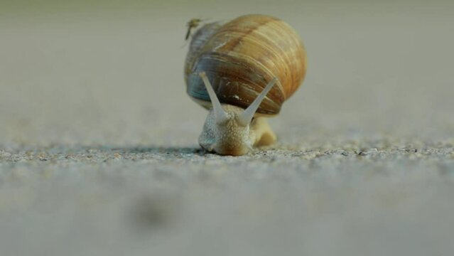 A snail slowly moves towards the camera while a mosquito sits on its shell