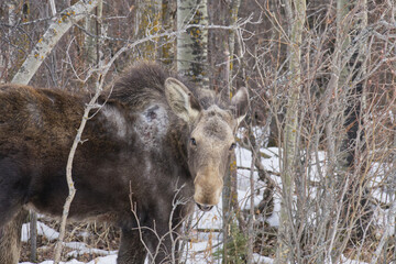 A Young Moose eating Twigs