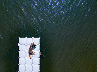 dog, puppy, animal, water, dock, lake, river, floating dock, summer, sunny, sun, nature, landscape