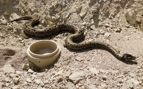 3d illustration of ball python regius isolated on ground. A royal python (Reticulated python) lying pose.