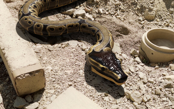 3d illustration of ball python regius isolated on ground. A royal python (Reticulated python) lying pose.